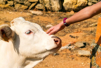 Adopt a Cow