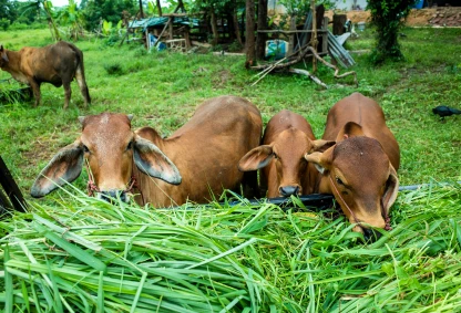 Gau Chara Daan