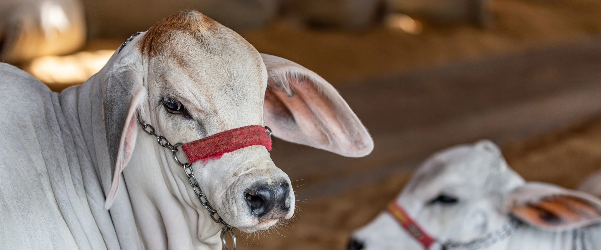 Cow image