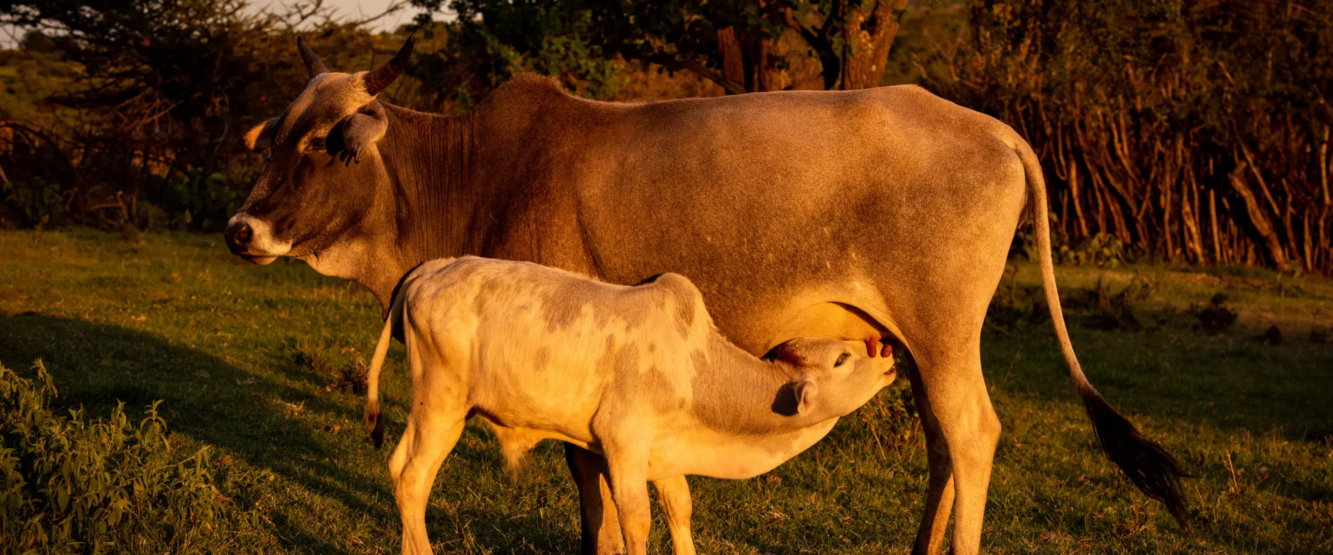 Cow image