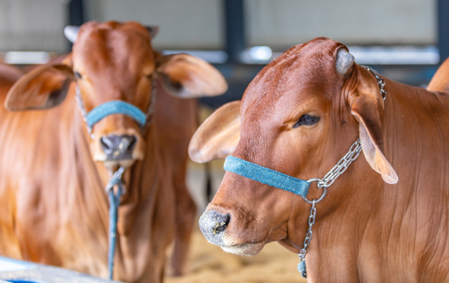 Eco-friendly Cow Products for Awareness and Sustainability