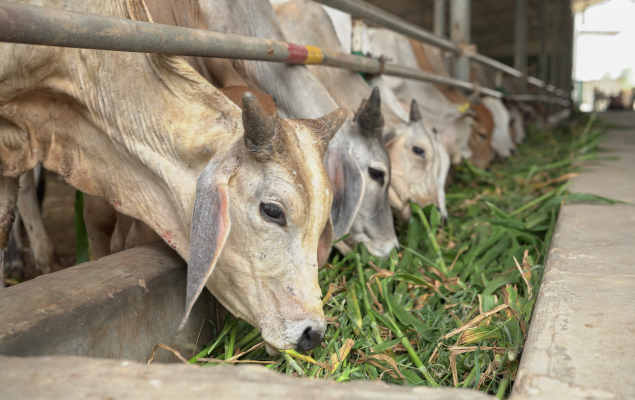 Rescue and Rehabilitation of Injured Cows