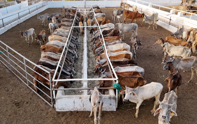 Systematic Daily Care of Cattle