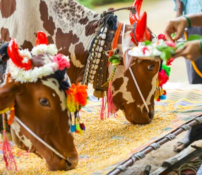Gau Pooja